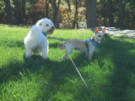 Spunky and Chino at High Point, NJ 2007