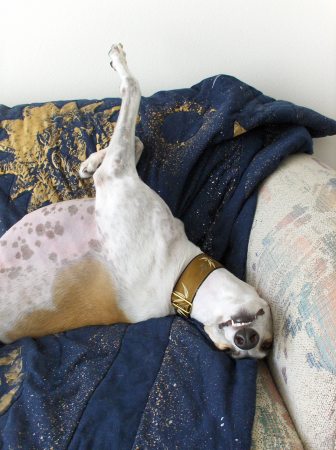 Greyhounds are lazy