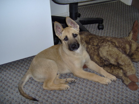 "Jack" the office dog.. with his toy moose