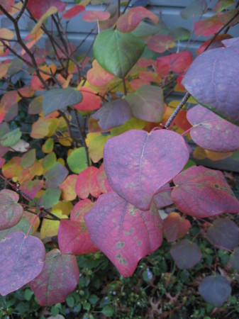 Disanthus Cercidifolius