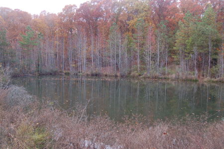 Trees and Pond