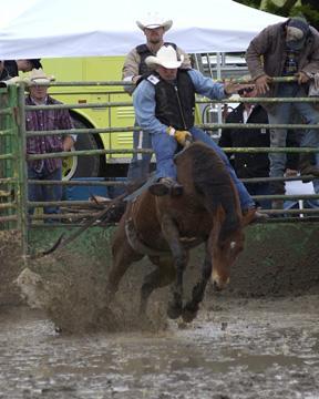 Bareback Broncs