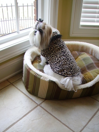 Sophie's leopard print coat