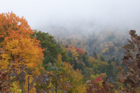 Our backyard in the fall