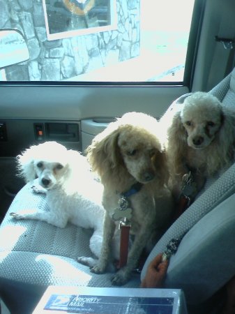 The poodles: Pheobe, Dusty & Rusty