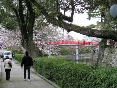 Cherry blossoms in Japan 2007