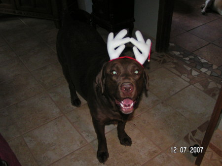 The Legendary Christmas moose-dog of Tijeras