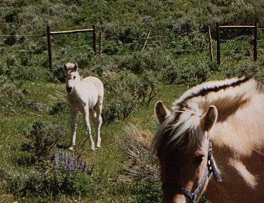 Norwegian Fjord Mare and Foal, Steamboat