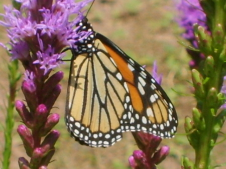 Butterfly in my garden