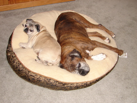 My Lazy Dogs - Apollo (Boxer) & Jaydah (Pug)