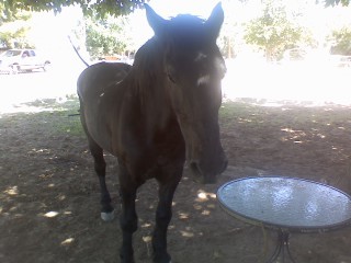 Jacob in the shade !