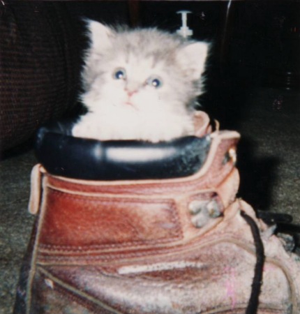 punkin in cat boot2