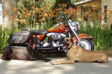 Our puppies, Sam & Henry with Tom's Bike