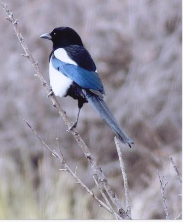 Magpie bird