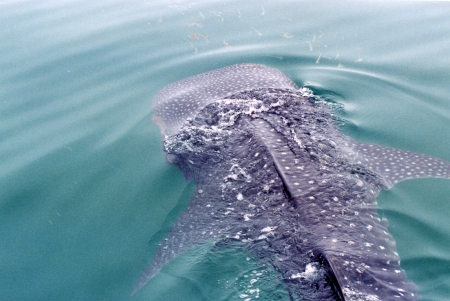 whale shark trip 2006