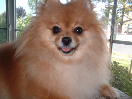 Honey the pomeranian: