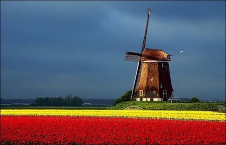 Dr Thomas R McKee's album, Tulips in Holland