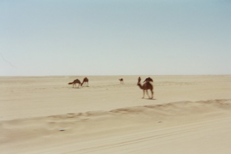 CAMELS