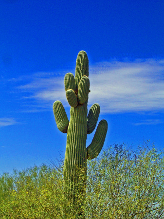 Cactus & Blue Skies