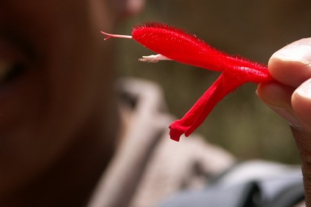 Closeup of Snake Flower