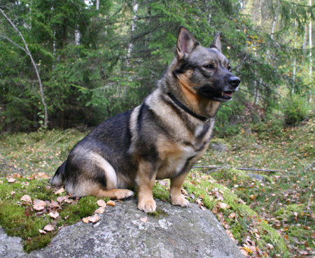 Perched on a mossy rock