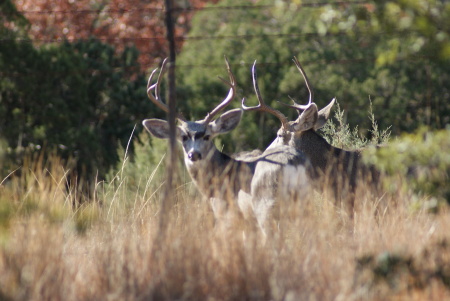 A couple of white tail buck