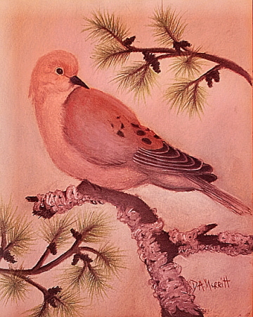 Dove In A Pine Tree