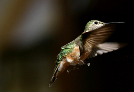 broadtailed_hummingbird_0503b