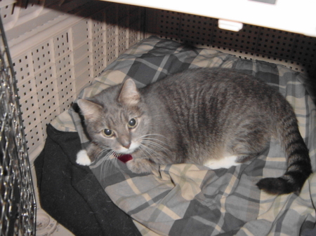 Mittens Checking out Sassy's Kennel