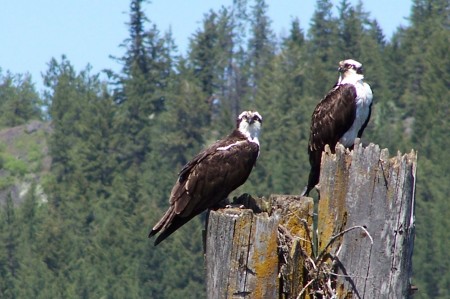 osprey