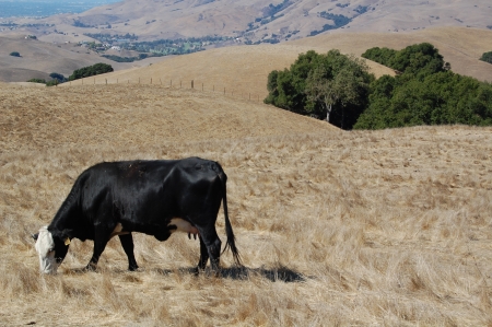 Cow in Open Field
