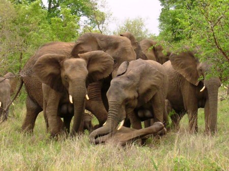 Elephants in Kapalma Game Preserve