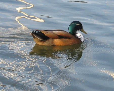 whitechestduck