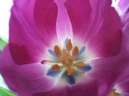 Inside a Tulip