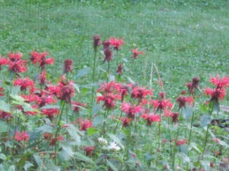 bee balm