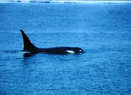 Orca