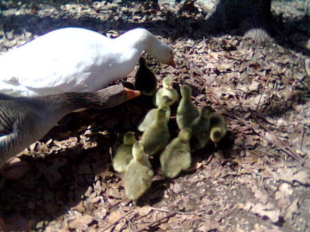 goosebabies2