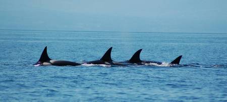 Pod of Transient Orcas