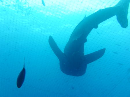 whale shark dive 019