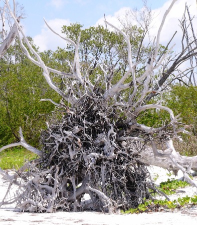 florida driftwood marco island