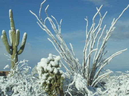 Snow in Tucson