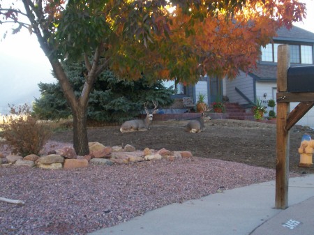Some of My Neighbors...