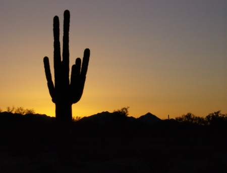 Sunrise in Sonoran Desert