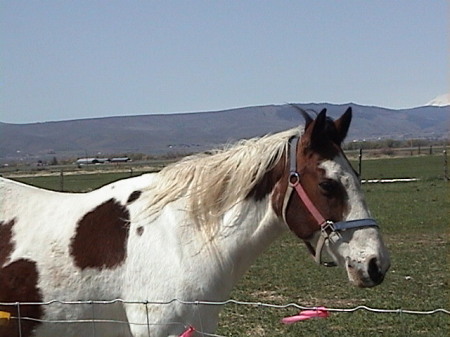 tracey, 25 yr old spotted saddle horse