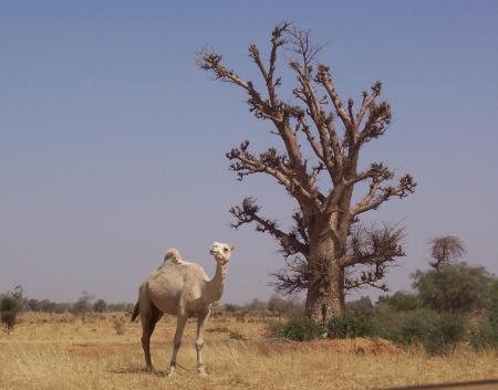 Camel with Baobab tree