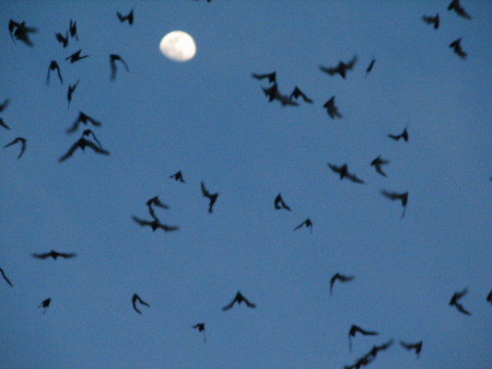 bats & moon near thai cave