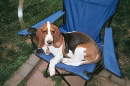 aggie in chair