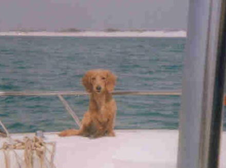 my doggie (fishing in the gulf)