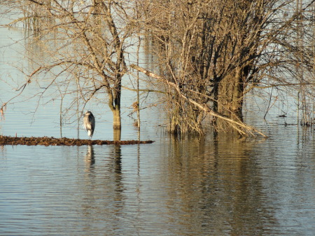 Great Blue Heron