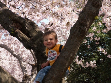 ryan cherry blossoms